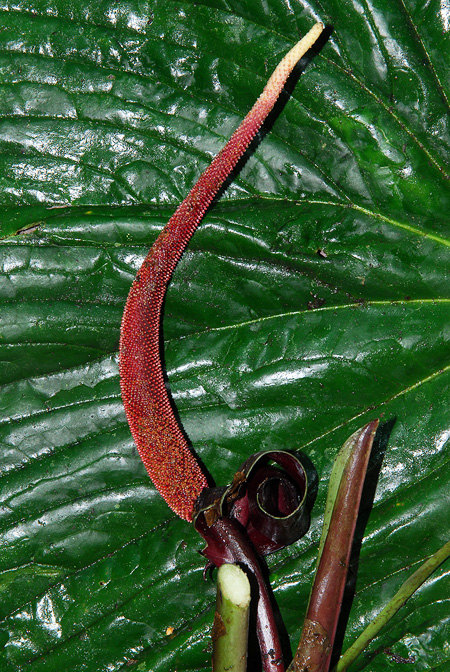 Anthurium boosianum