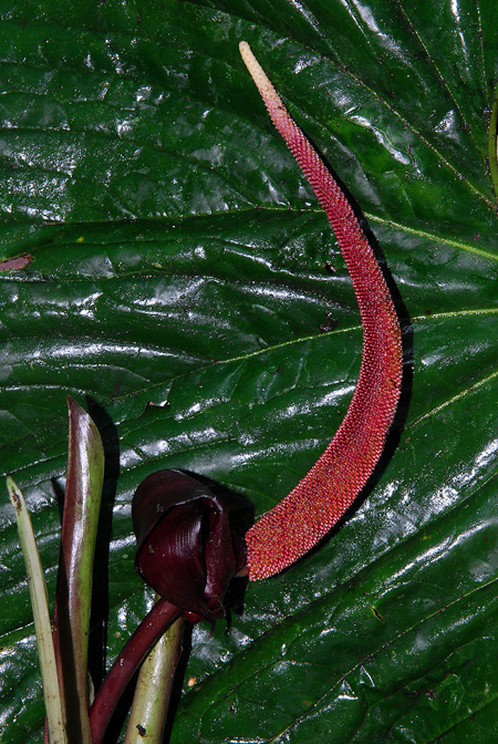 Anthurium boosianum
