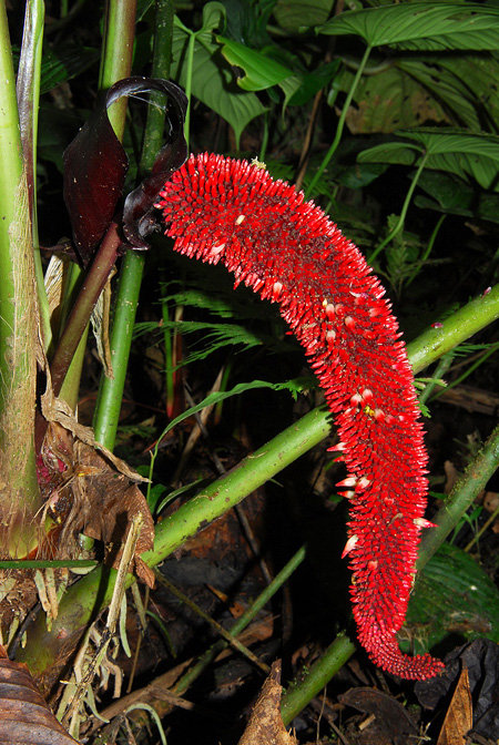 Anthurium boosianum