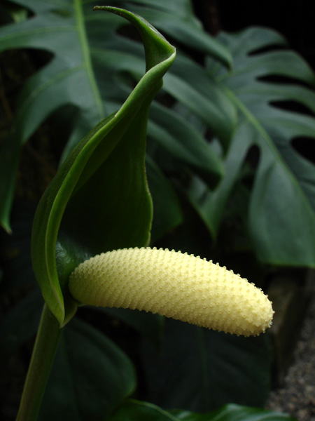 Anthurium bradeanum
