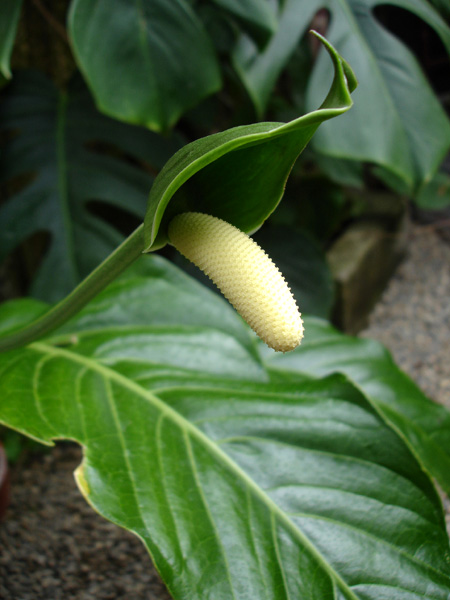 Anthurium bradeanum