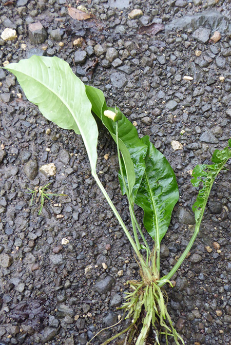 Anthurium bradeanum