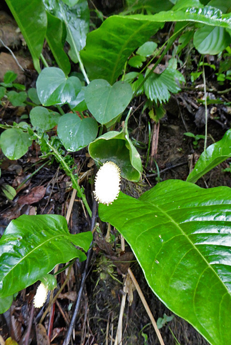 Anthurium bradeanum