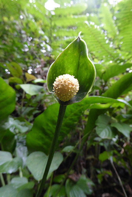 Anthurium bradeanum