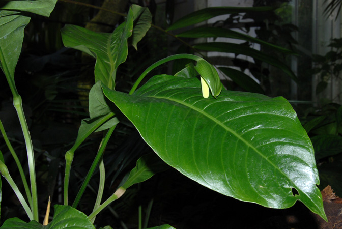Anthurium bradeanum
