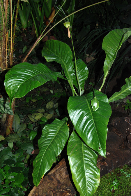 Anthurium bradeanum