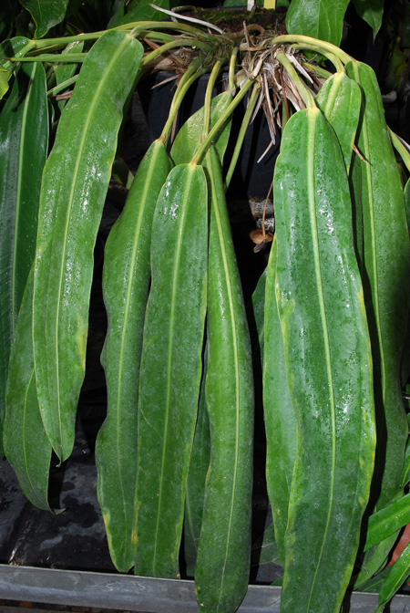 Anthurium brenesii