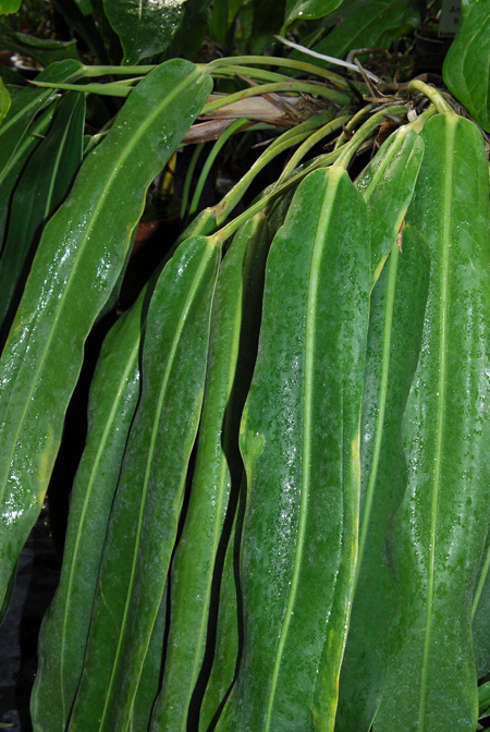 Anthurium brenesii