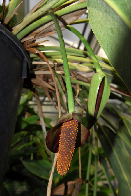 Anthurium brenesii