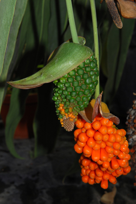 Anthurium brenesii