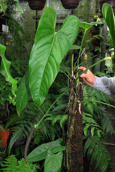 Anthurium breviscapum
