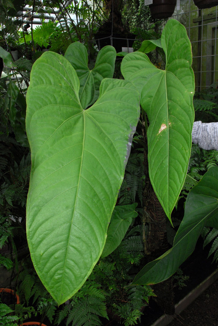 Anthurium breviscapum