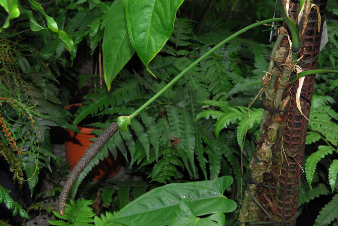 Anthurium breviscapum