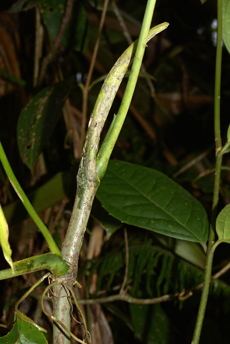 Anthurium breviscapum