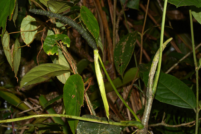 Anthurium breviscapum