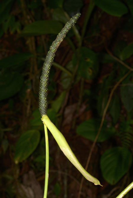 Anthurium breviscapum