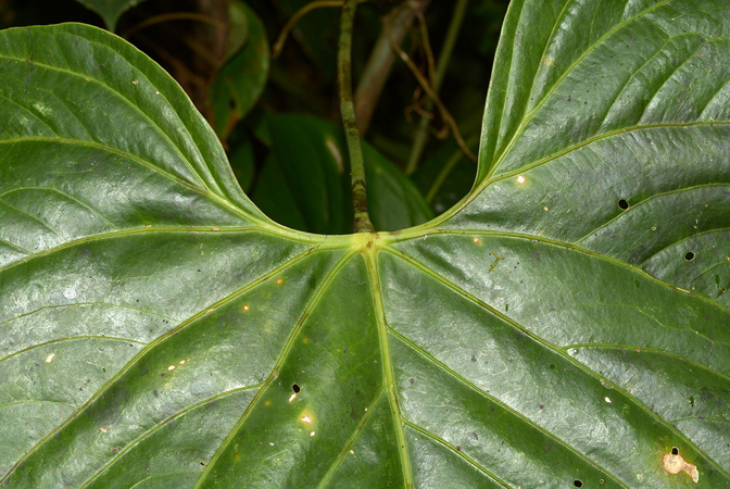 Anthurium breviscapum