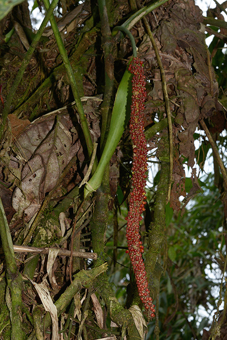 Anthurium breviscapum