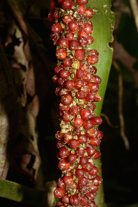 Anthurium breviscapum