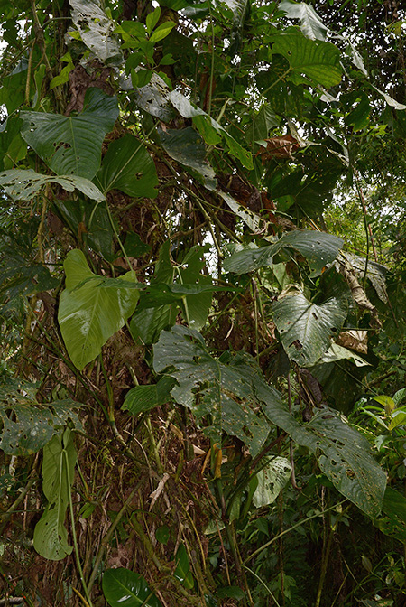Anthurium breviscapum