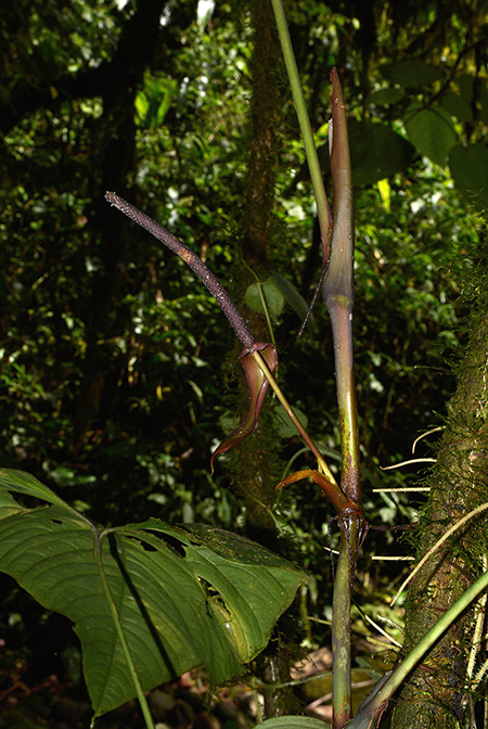 Anthurium breviscapum