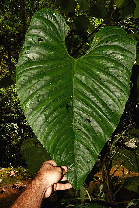Anthurium breviscapum