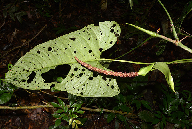 Anthurium breviscapum