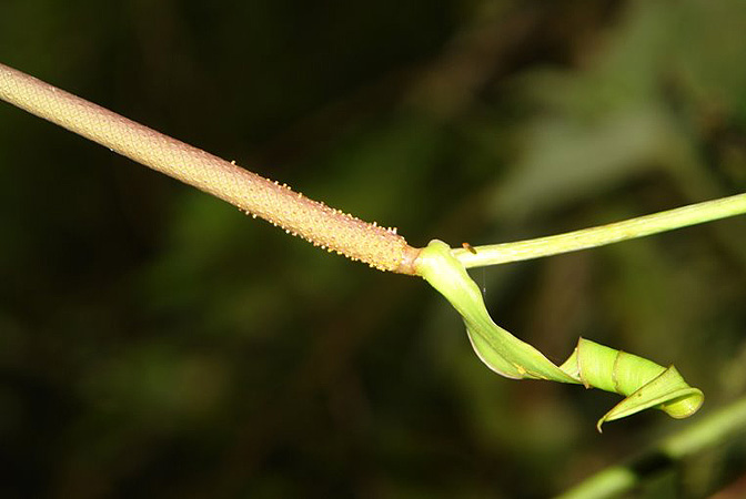 Anthurium breviscapum