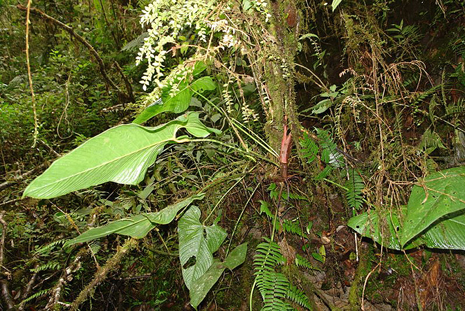 Anthurium breviscapum