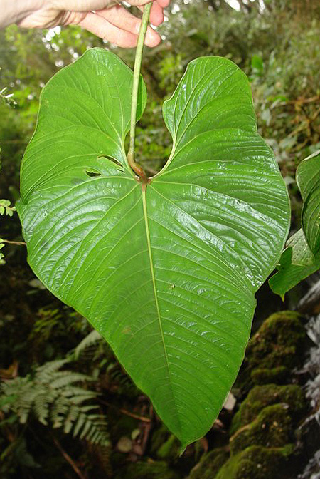 Anthurium breviscapum