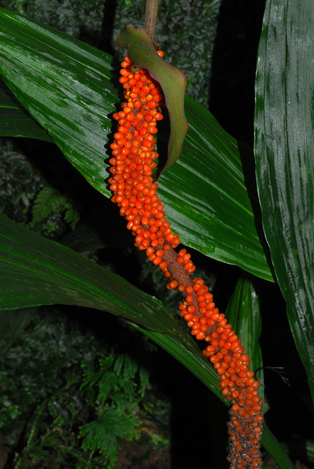 Anthurium brownii