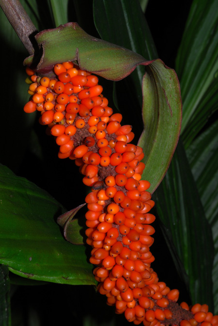 Anthurium brownii