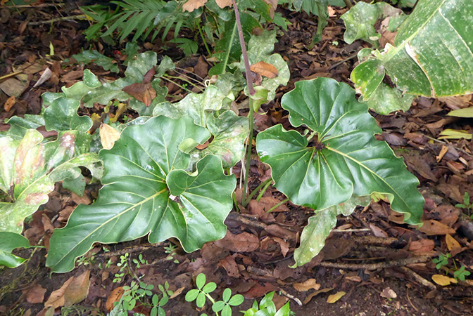 Anthurium brownii