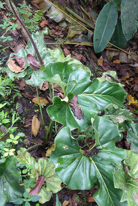 Anthurium brownii