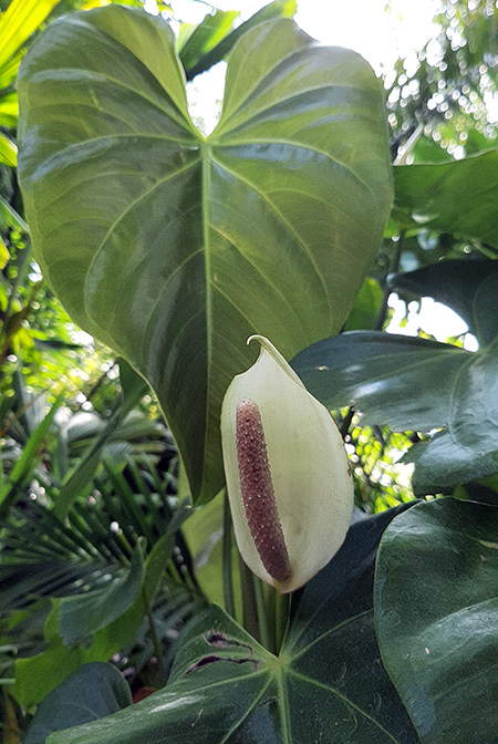 Anthurium buganum
