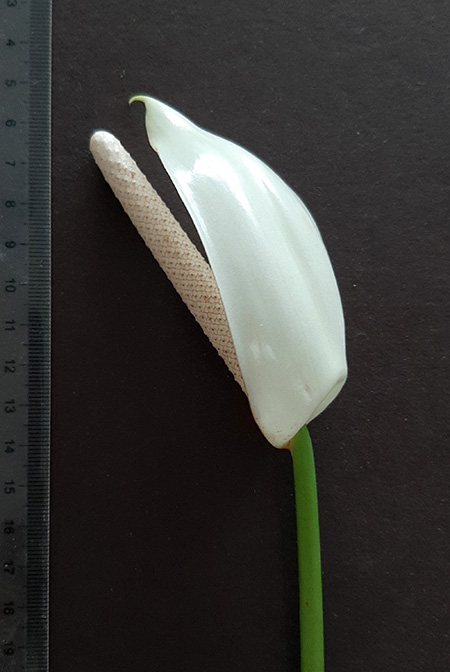 Anthurium buganum
