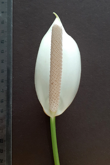 Anthurium buganum