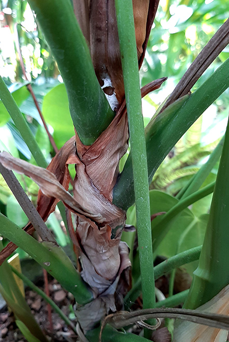 Anthurium buganum