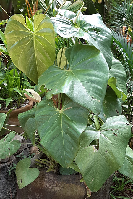 Anthurium buganum