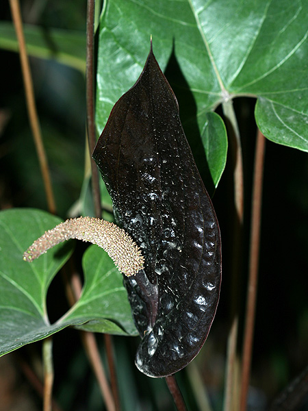 Anthurium caramantae