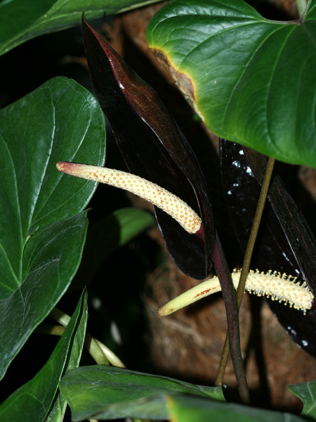 Anthurium caramantae
