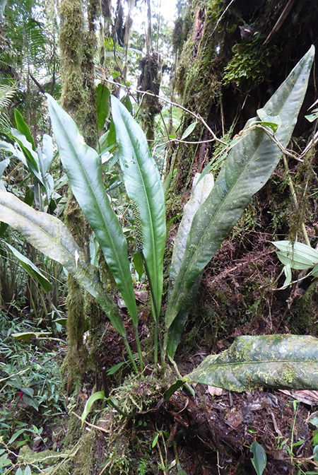 Anthurium carchiense