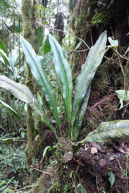 Anthurium carchiense