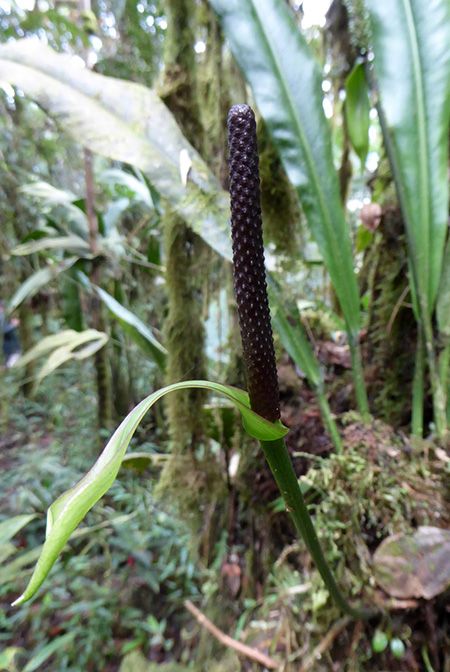 Anthurium carchiense