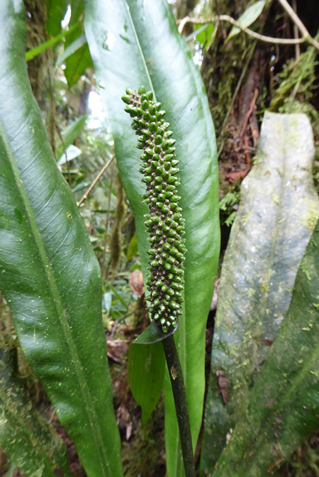 Anthurium carchiense