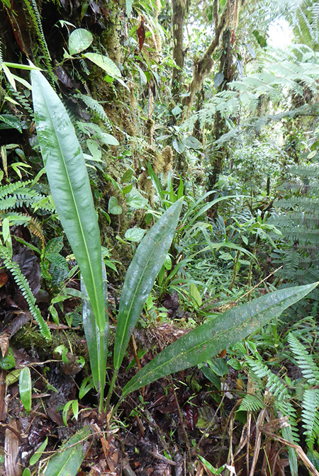 Anthurium carchiense