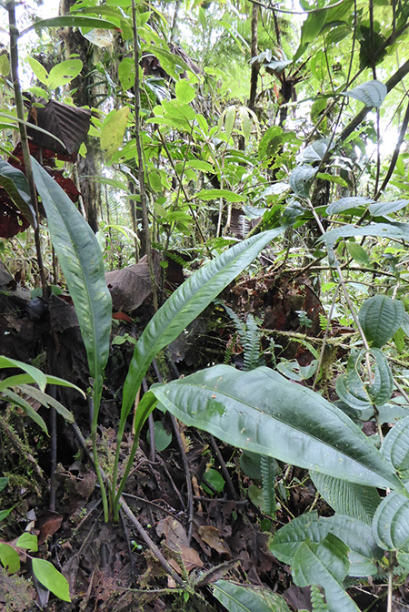 Anthurium carchiense