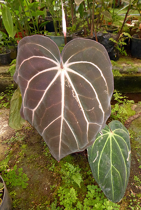 Anthurium carlablackiae