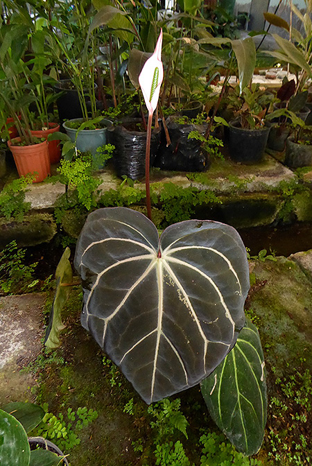 Anthurium carlablackiae