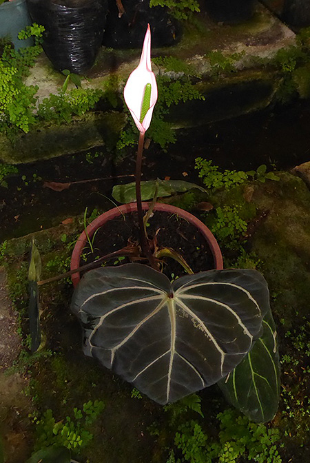 Anthurium carlablackiae
